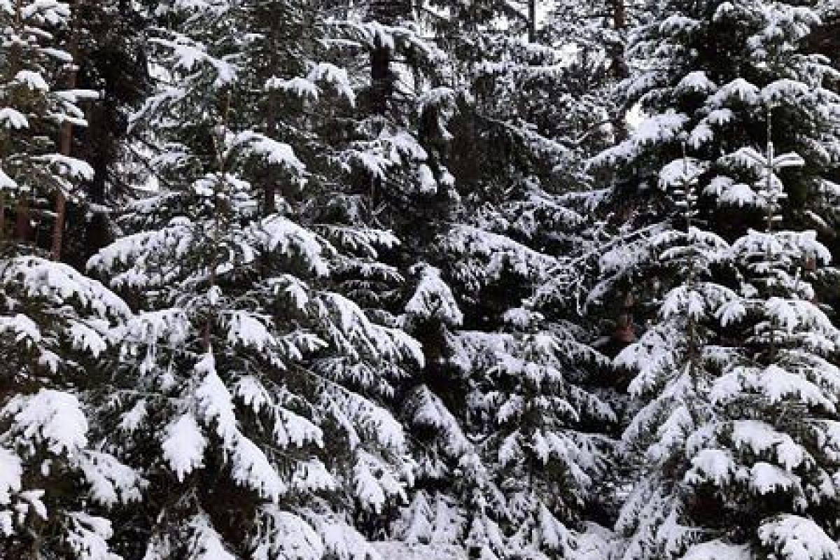 По озерам Карелии на снегоходах. 6 часов.