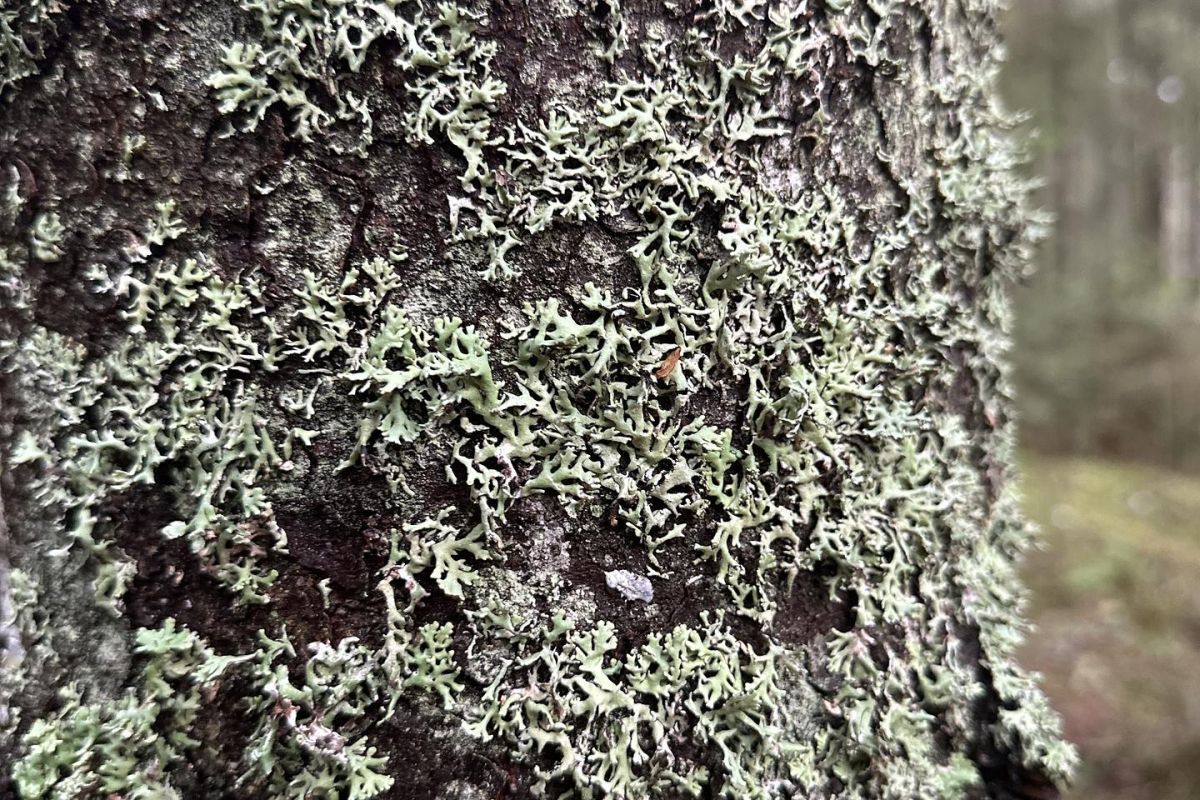 Экология природы - экология души