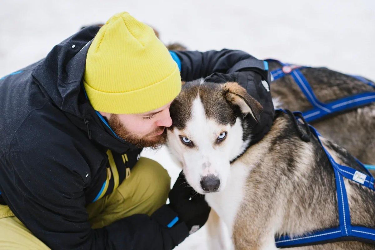Краски Карелии - хаски