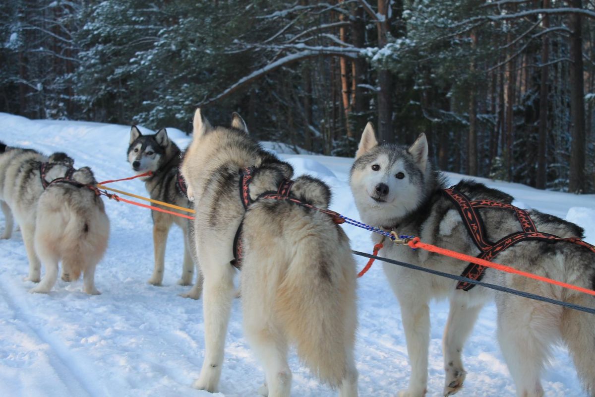 Первые шаги 3 км.