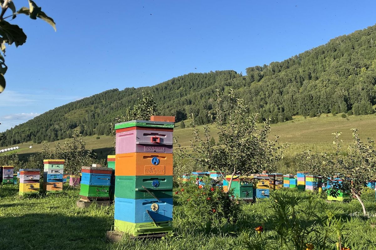 Пасека