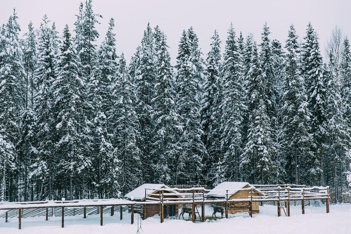В гости к Карельскому Деду Морозу — Талвиукко