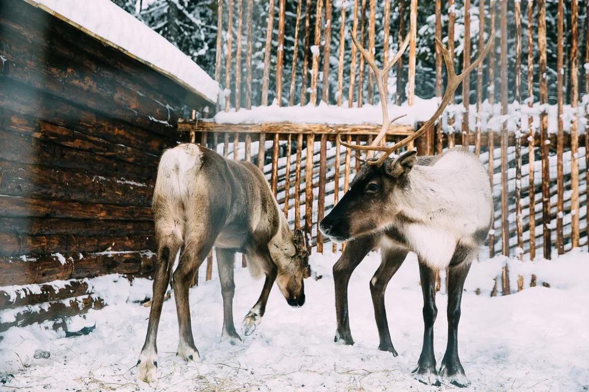 Рождество в Карелии - вотчина Талвиукко
