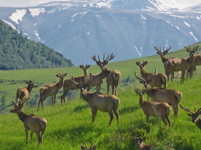 Алтай пантовый