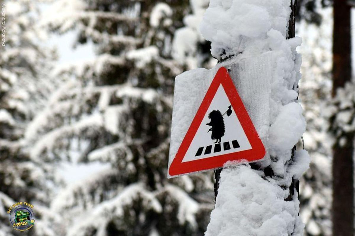 Сафари на снегоходах в Карелии