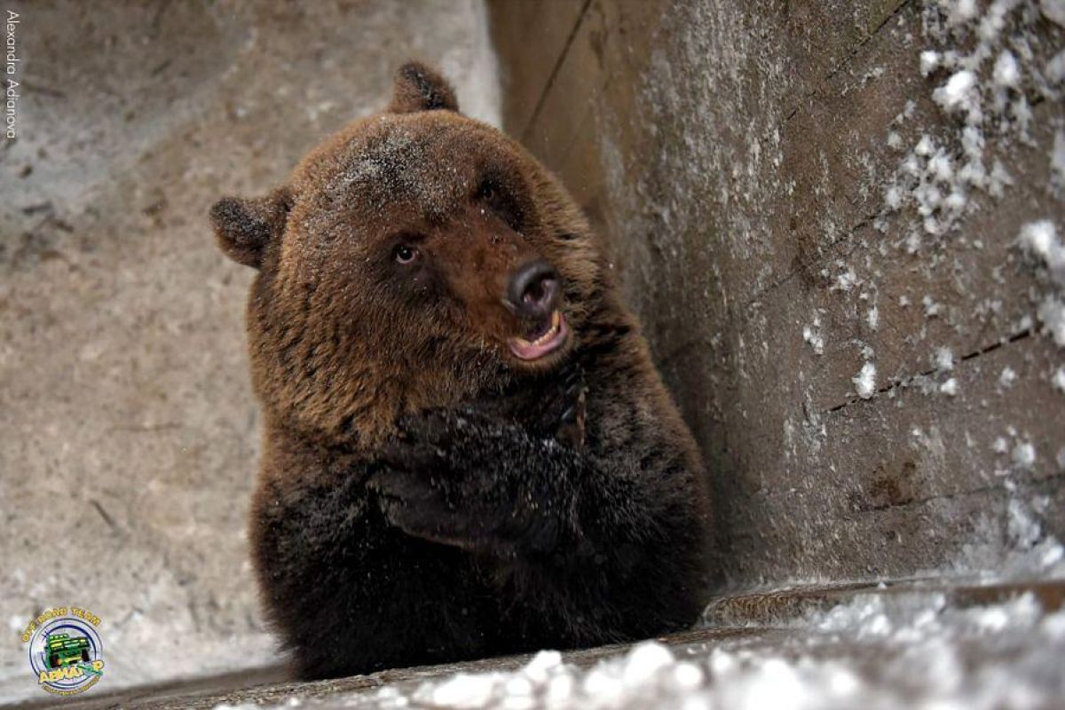 Однодневные снегоходные маршруты по Карелии