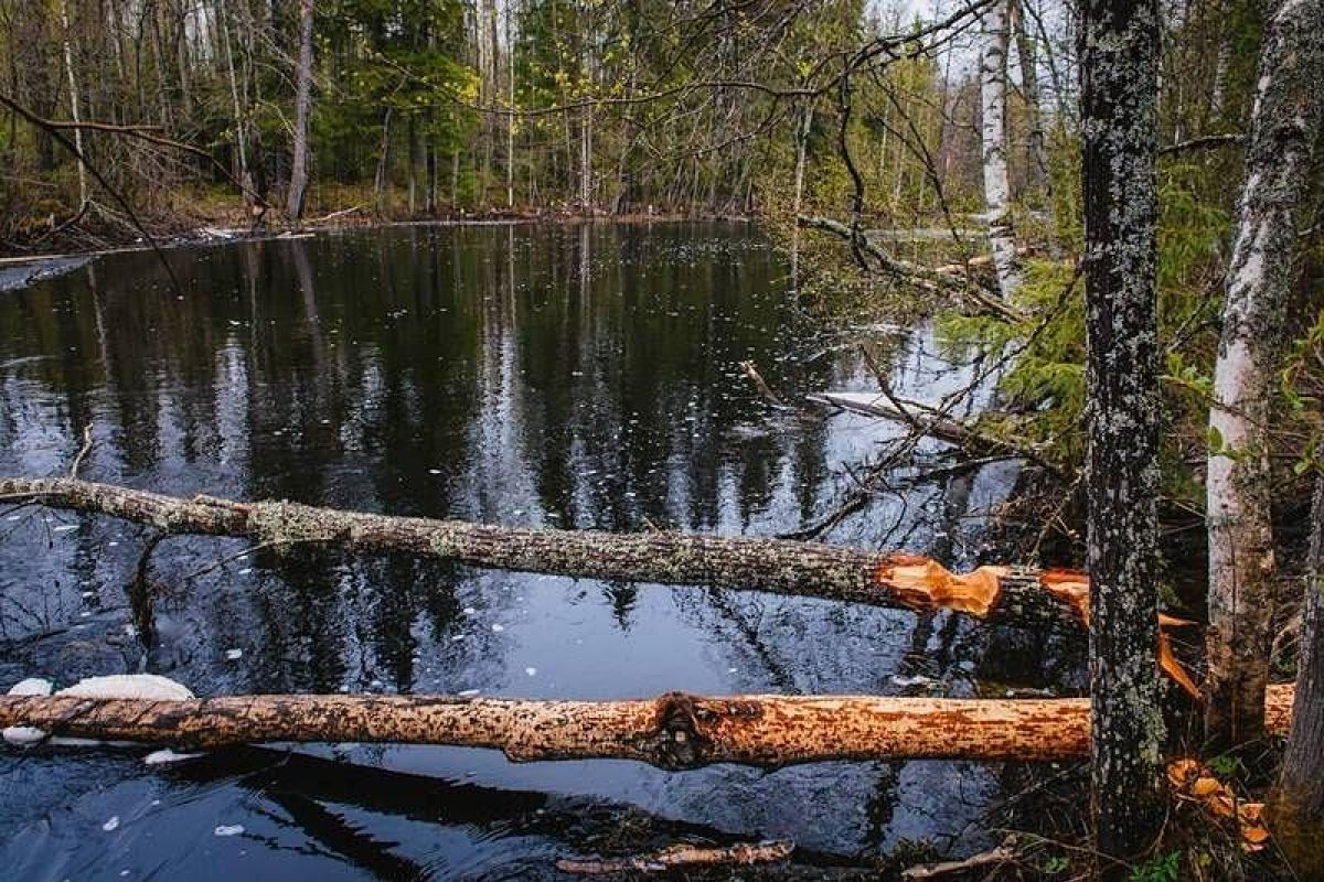 Дорогами Карелии. Тур на квадроциклах по карельской тайге 2025