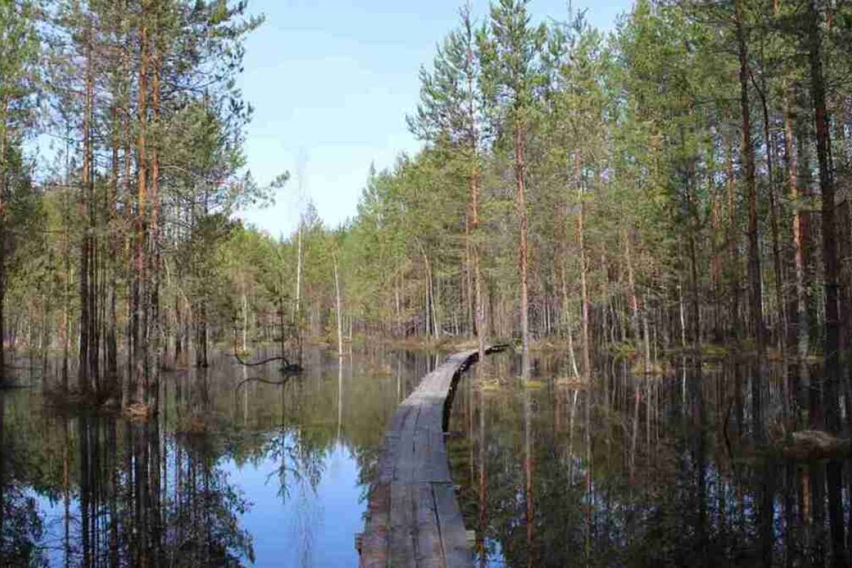 Керженский заповедник