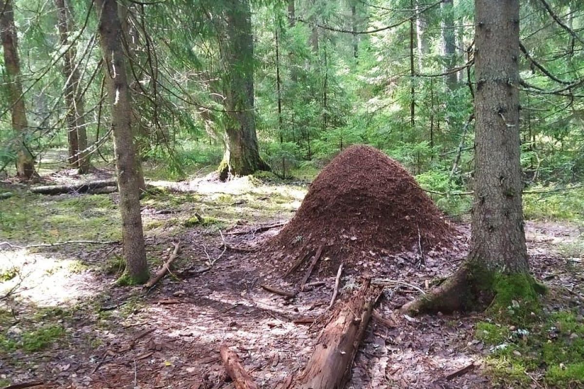 "Экология природы - экология души". В рамках проекта "Классная страна"