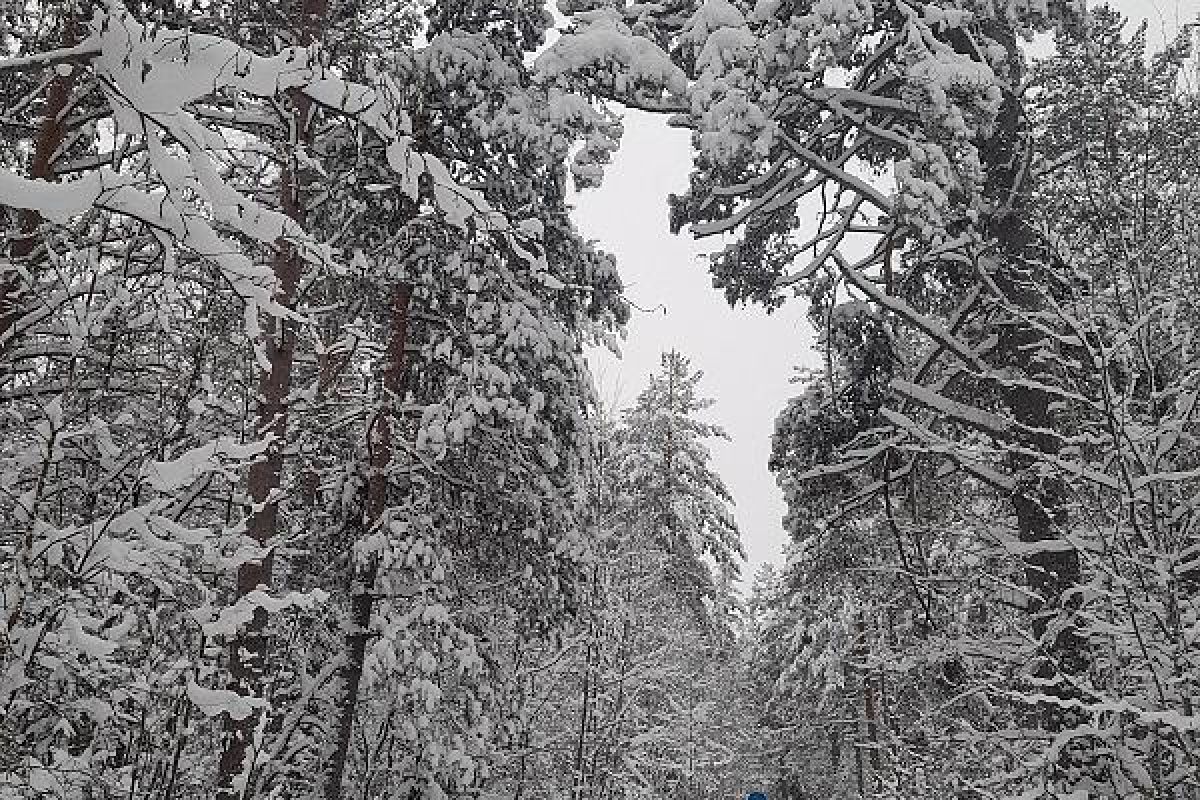 Лыжный тур "3 дня в Приладожье"