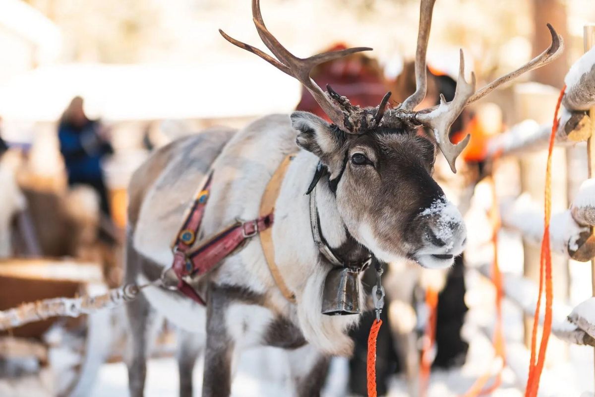 Рождество в Карелии - вотчина Талвиукко