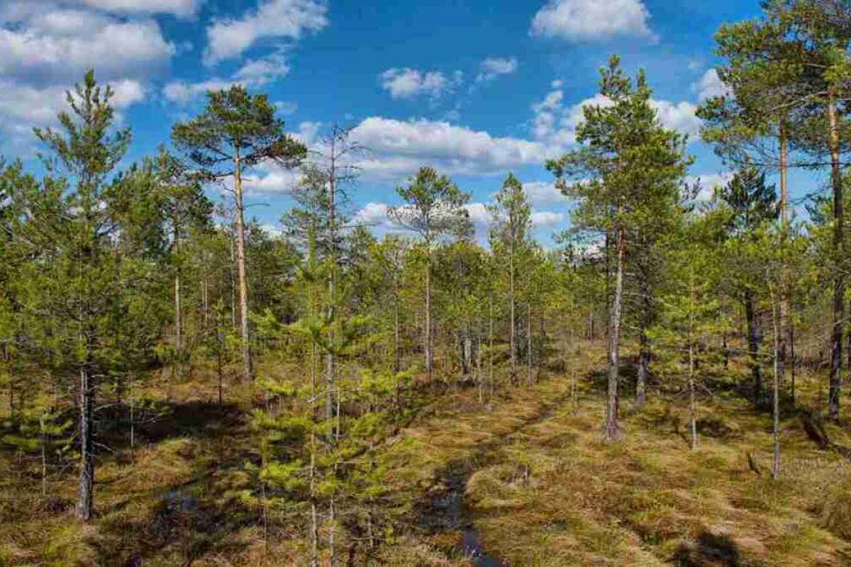 Керженский заповедник