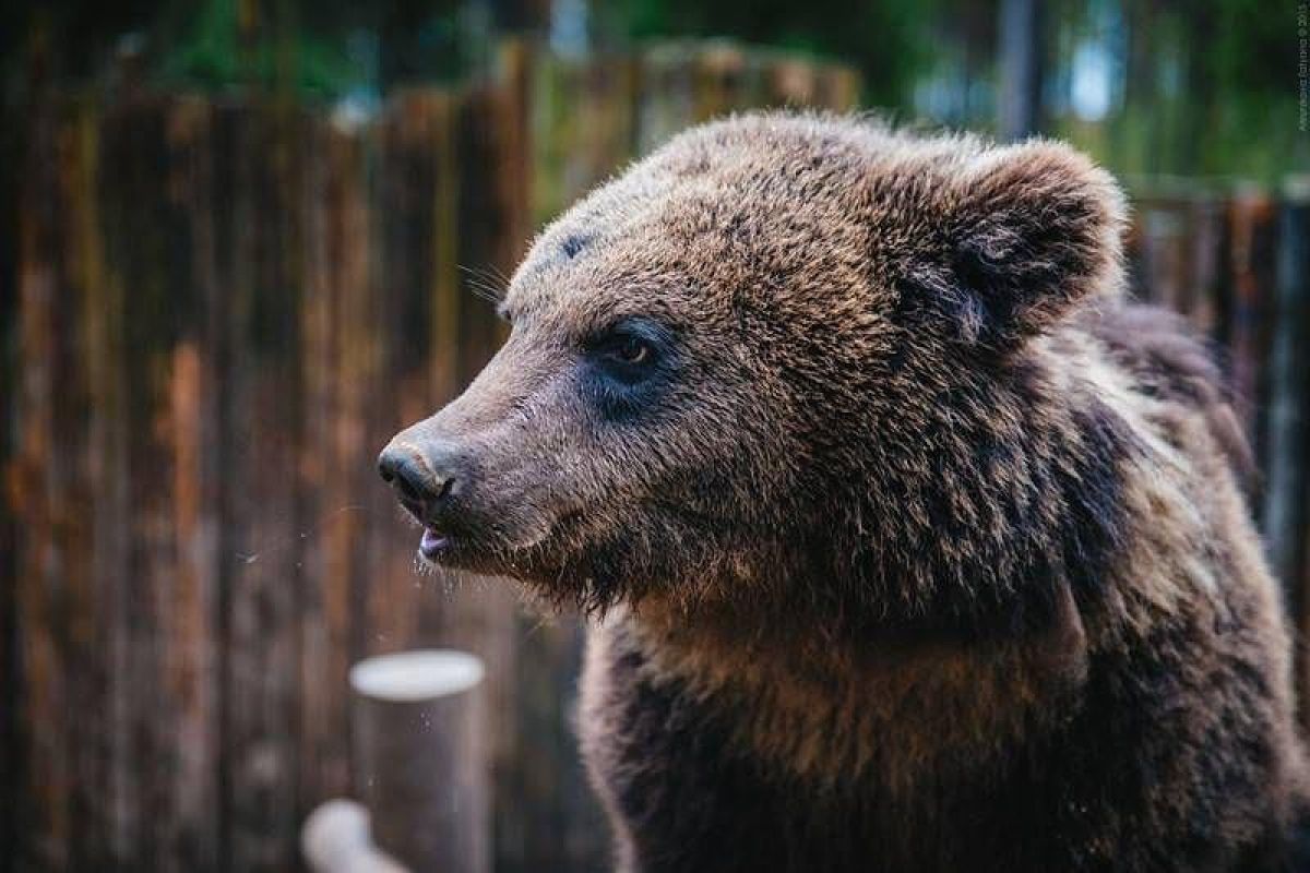 Дорогами Карелии. Тур на квадроциклах по карельской тайге 2025