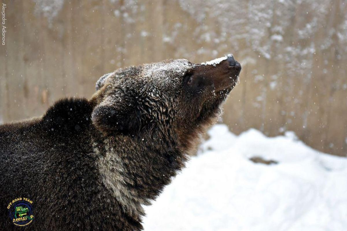 Однодневные снегоходные маршруты по Карелии