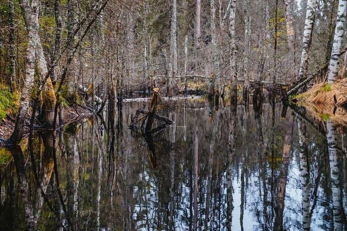 Дорогами Карелии. Тур на квадроциклах по карельской тайге 2025