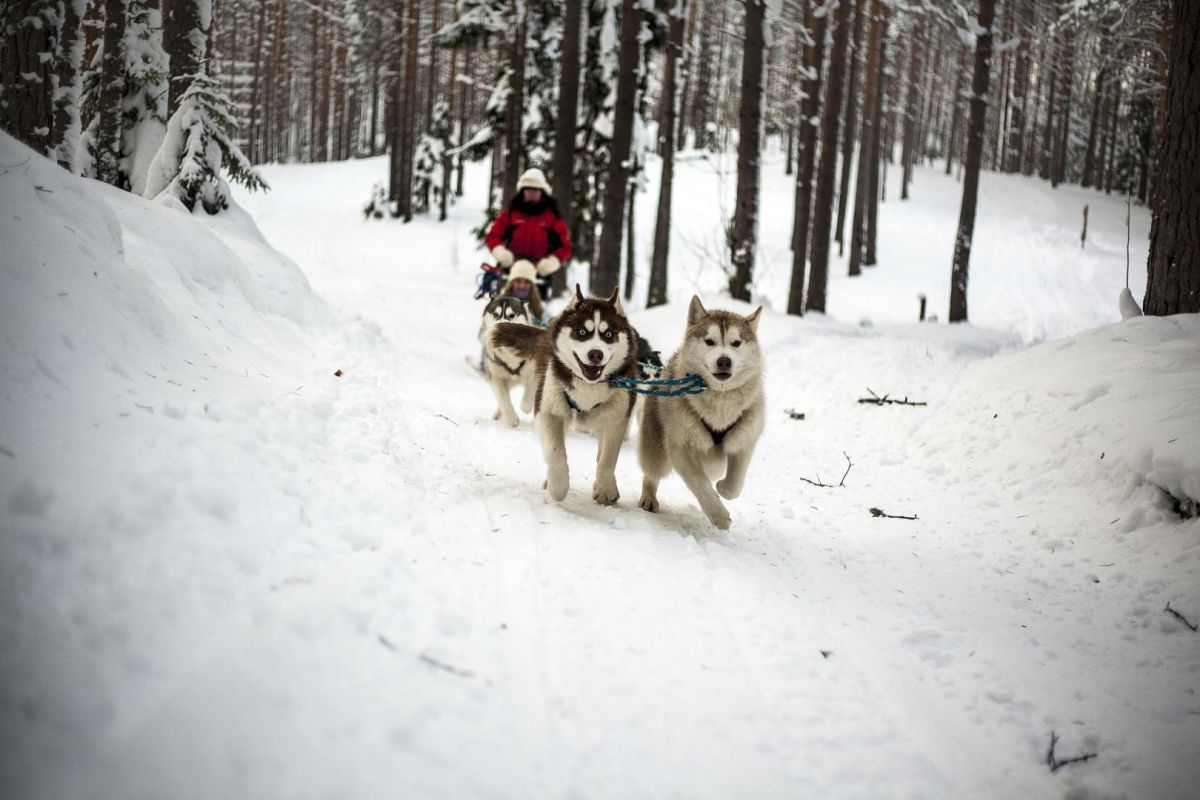 Первые шаги 3 км.