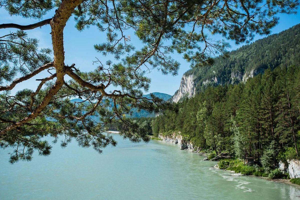 Алтай пантовый