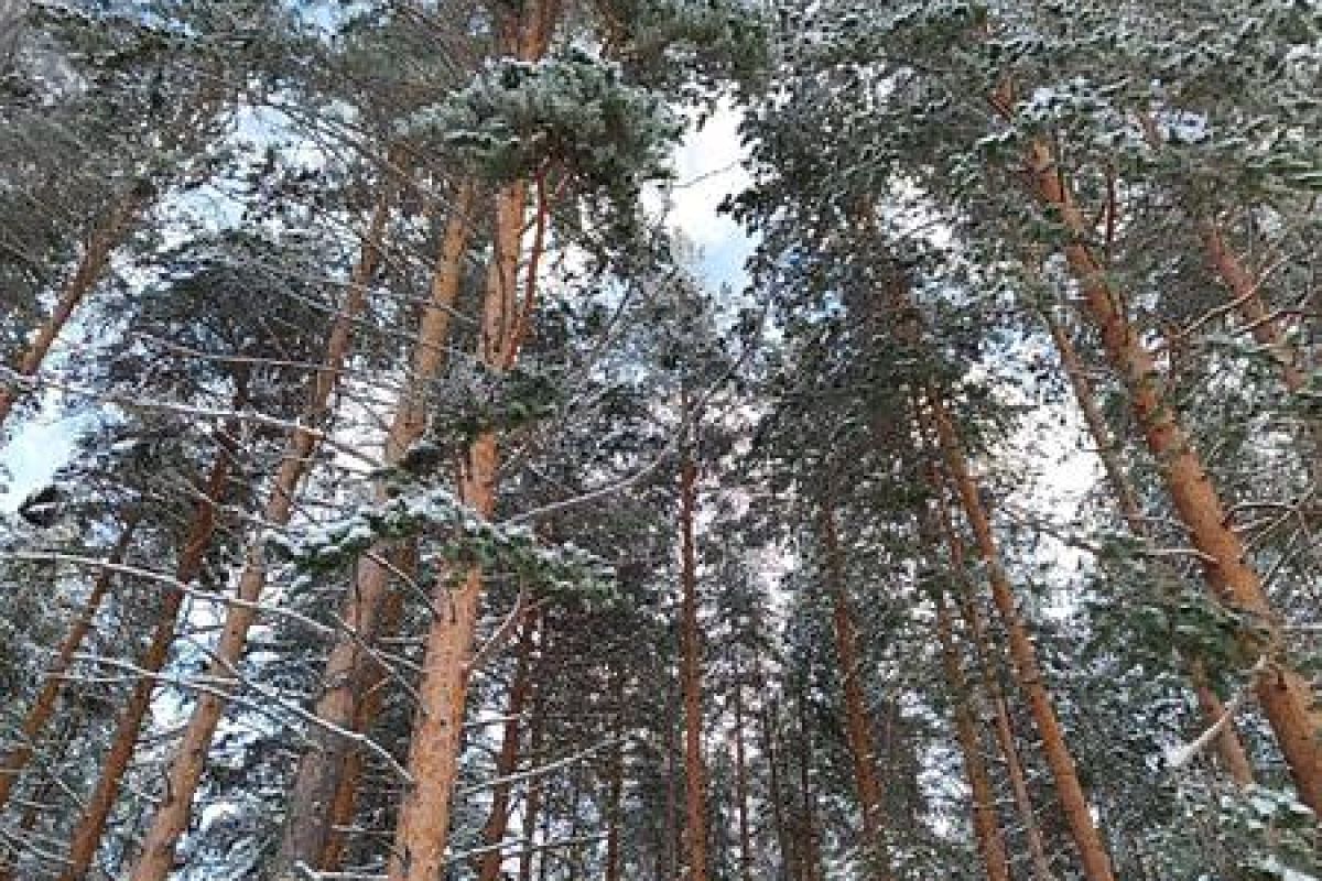 По озерам Карелии на снегоходах. 6 часов.