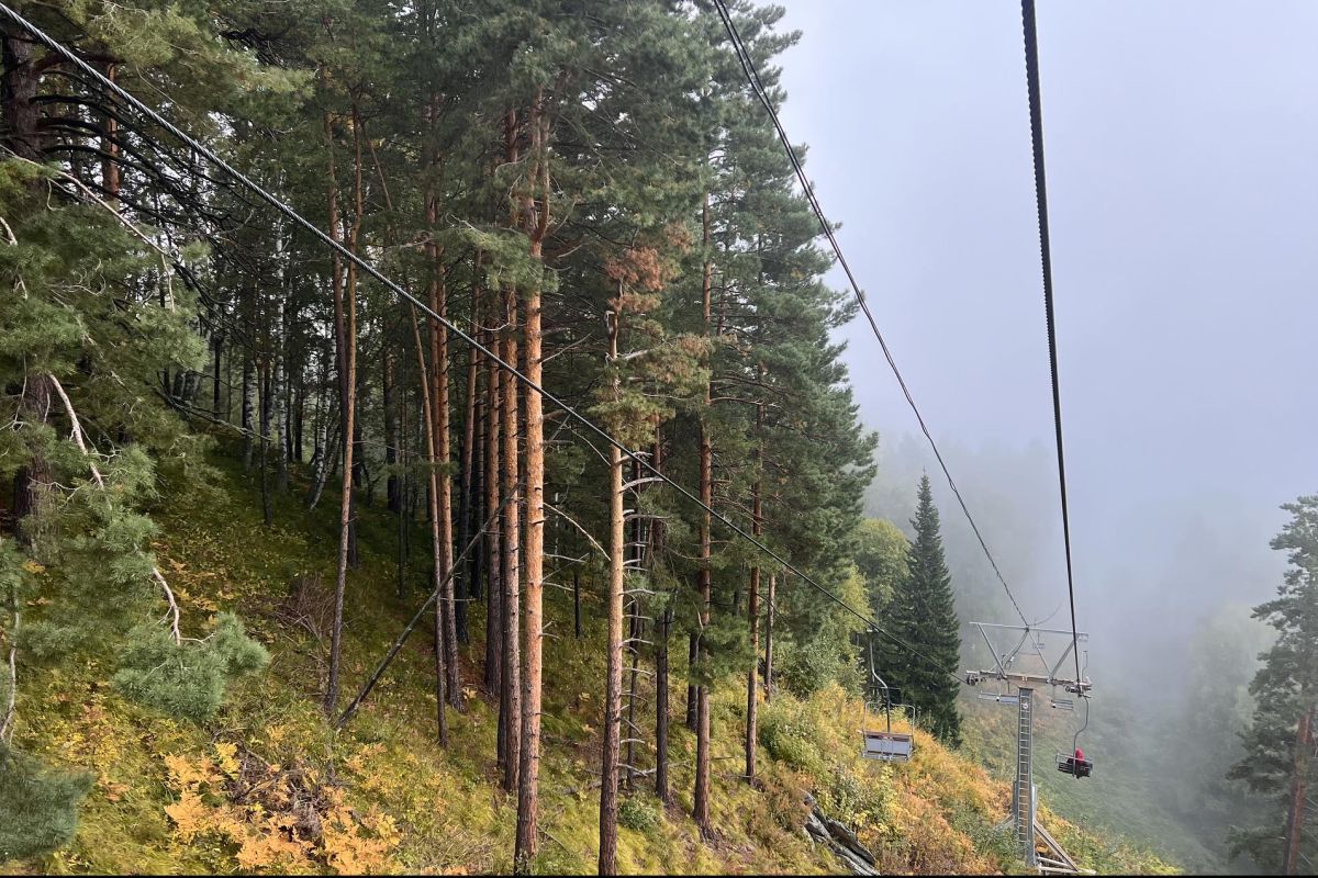 Алтай пантовый