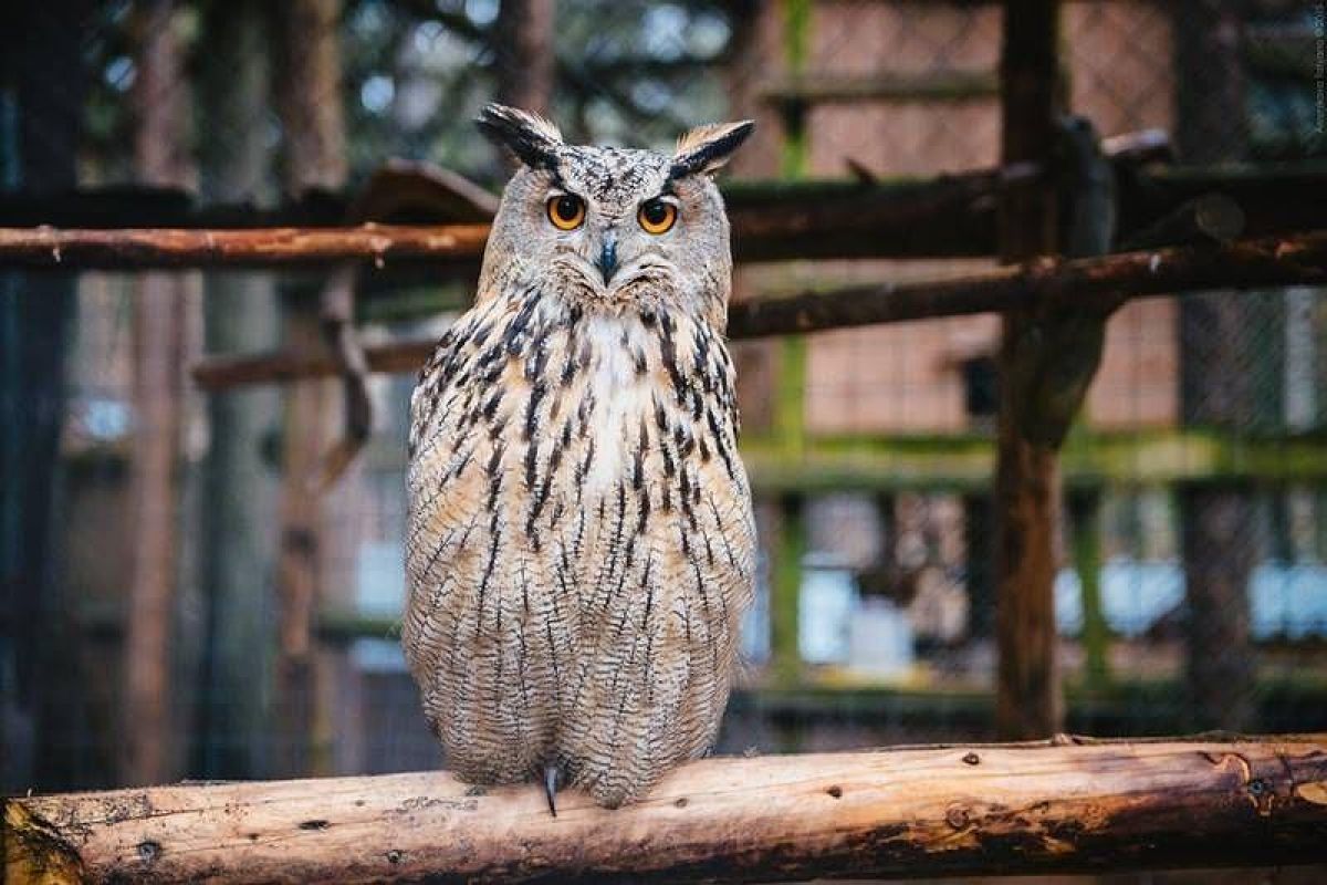 Дорогами Карелии. Тур на квадроциклах по карельской тайге 2025