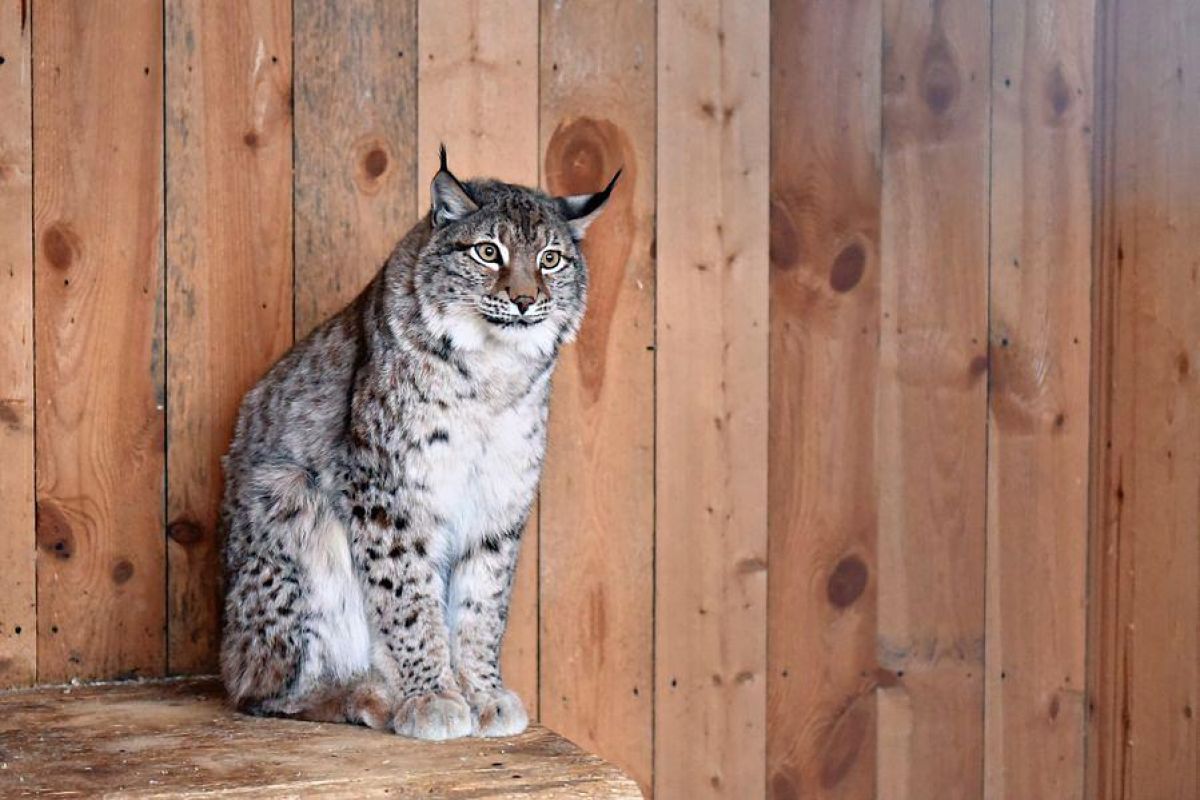Снегоходный тур "Великие озера: от Онеги до Ладоги"