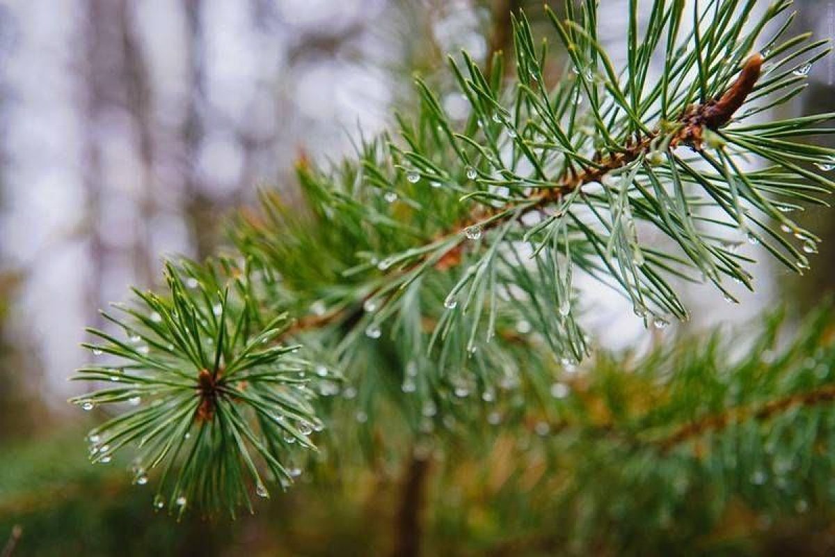 Дорогами Карелии. Тур на квадроциклах по карельской тайге 2025