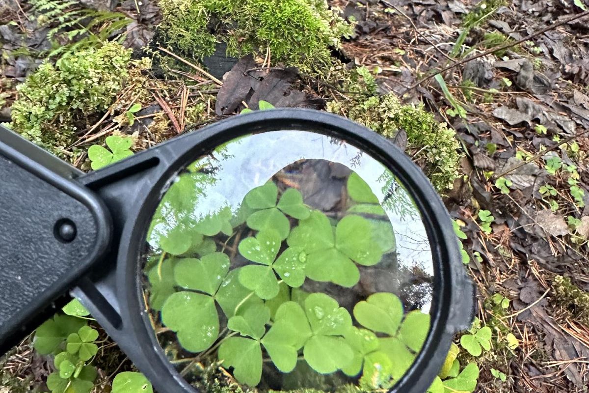 Экология природы - экология души