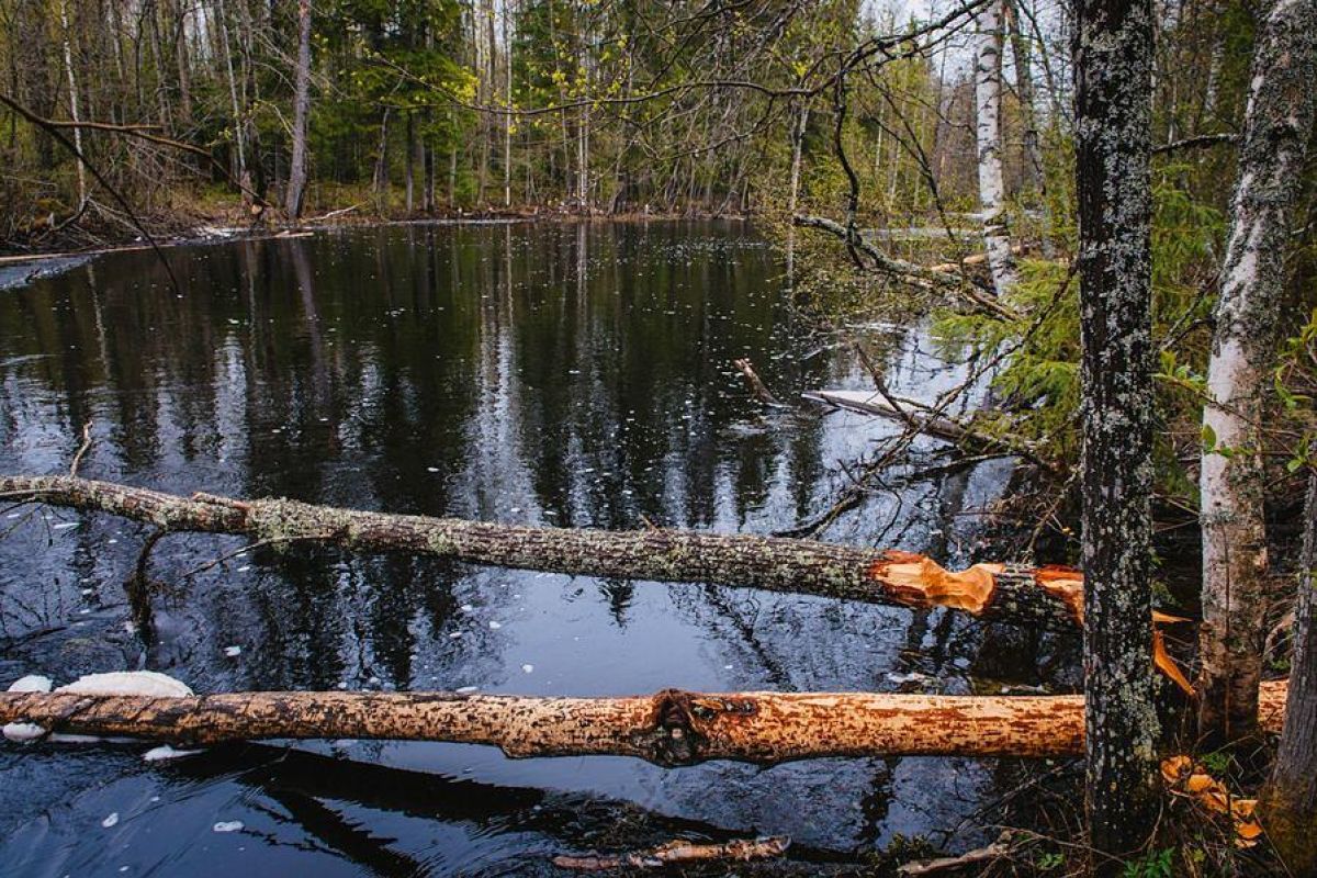 По озерам Карелии на квадроциклах 2025, 6 часов