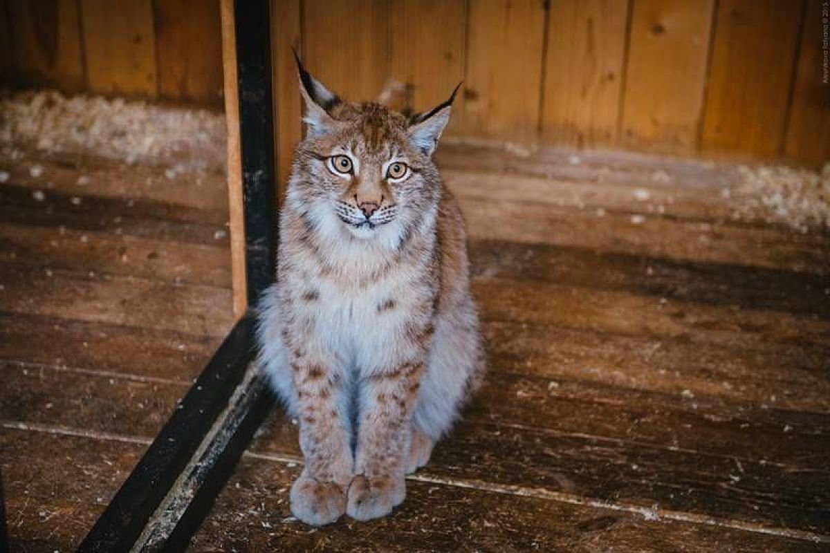 Дорогами Карелии. Тур на квадроциклах по карельской тайге 2025