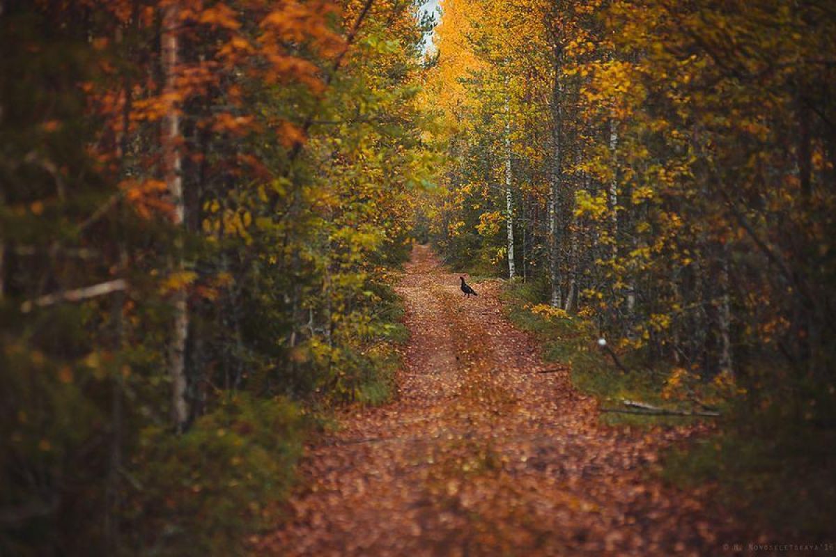 Джип-тур по Карелии. Загадочная гора Воттоваара 2026.