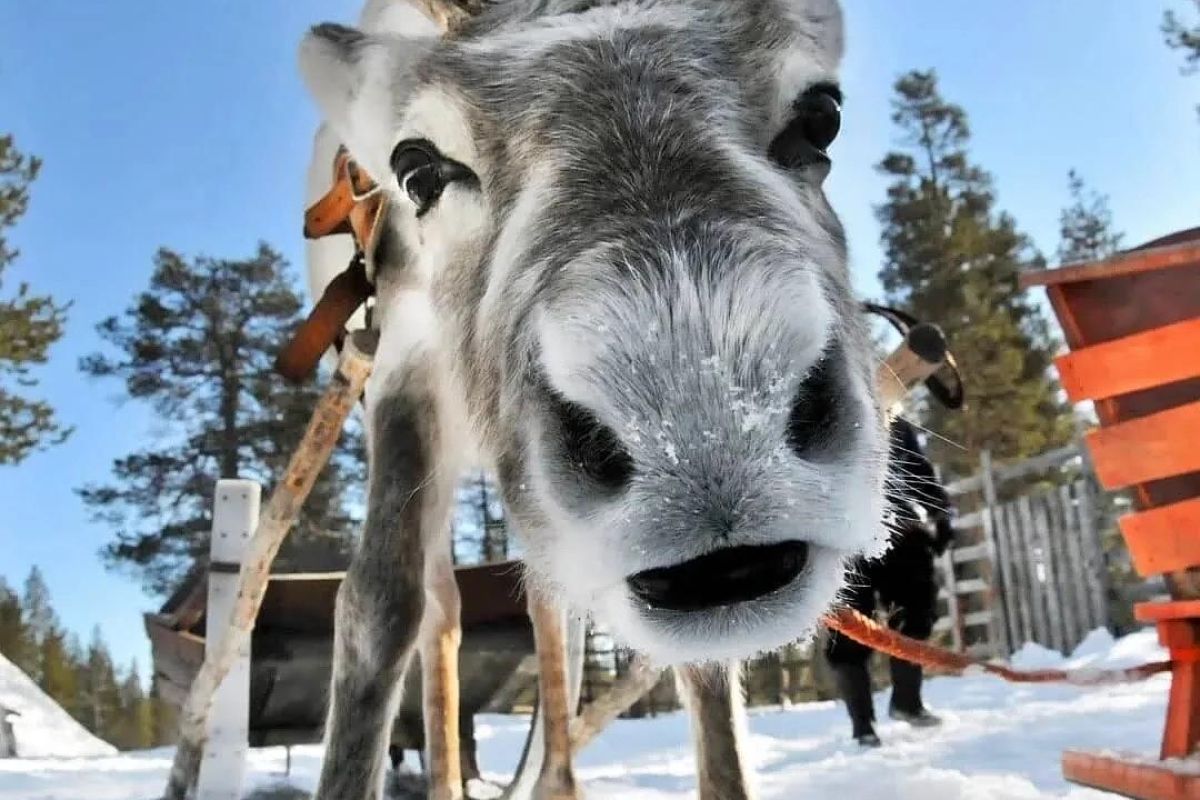 В гости к Карельскому Деду Морозу — Талвиукко