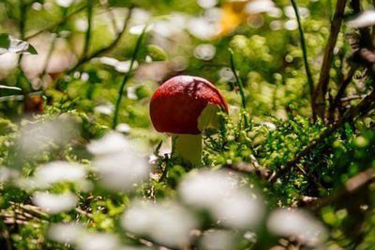 Дорогами Карелии. Тур на квадроциклах по карельской тайге 2025