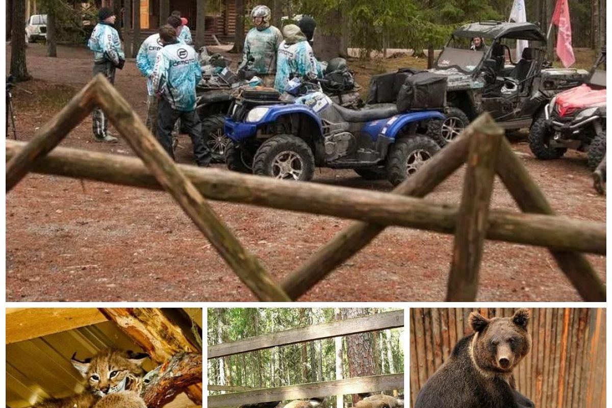 Квадро тур в зоокомплекс "Три медведя" на озеро Сямозеро 2025