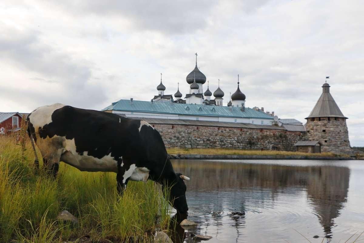 ТУР «СОЛОВКИ - ГАРМОНИЯ СЕВЕРА» из Москвы 2026 год