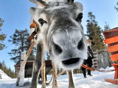 Хаски и олени: экскурсия в карельский питомник