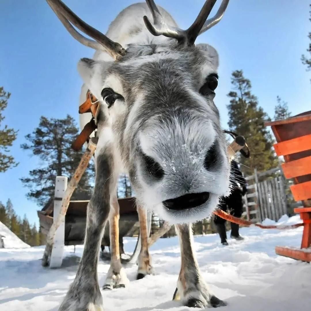 Хаски и олени: экскурсия в карельский питомник