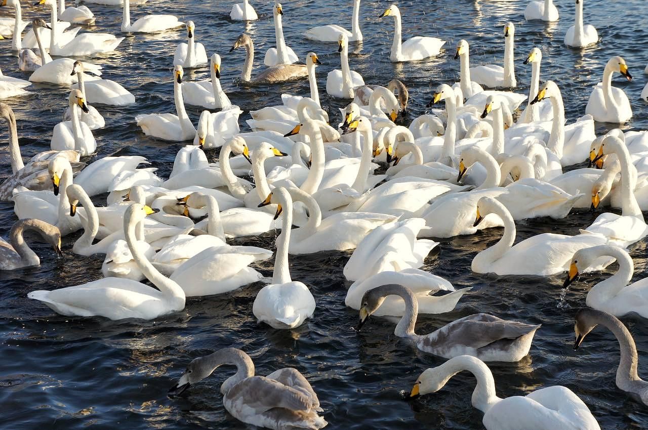 Алтайская сказка: снежное путешествие в Белокуриху и Лебединое озеро