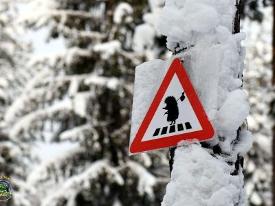 Однодневные снегоходные маршруты по Карелии